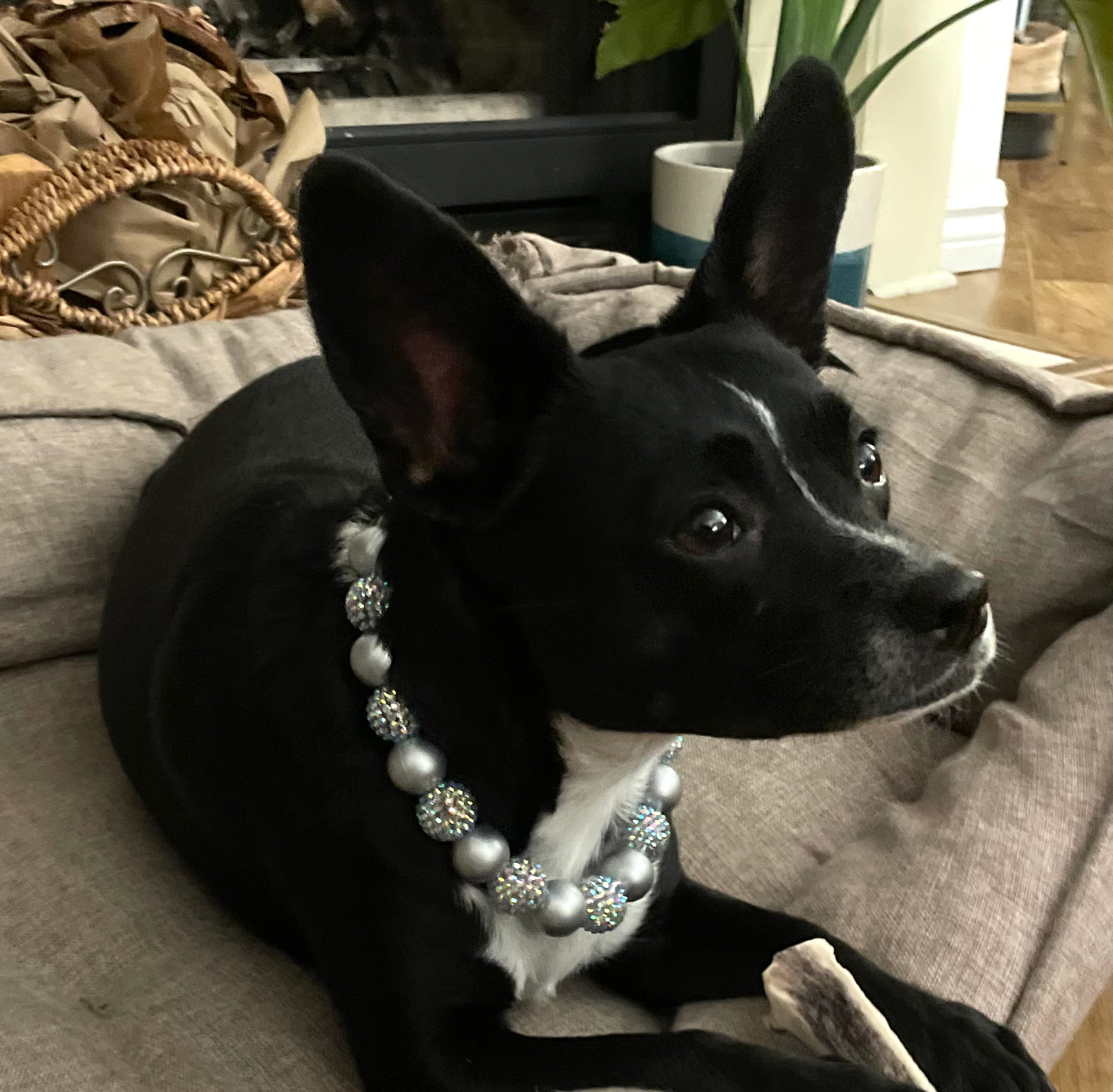 Belle | Maple Dogs